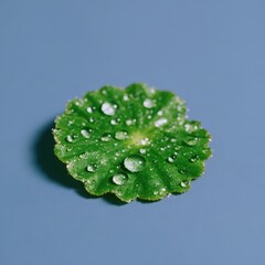 Morning stillness, lotus leaf with water droplets, serene reflection