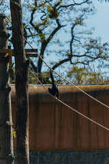 Obraz premium Tropical Monkey in the Zoo