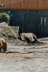 Majestic Rhinoceros in the Zoo