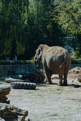 Majestic Elephant in the Zoo