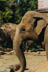 Majestic Elephant in the Zoo