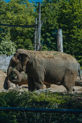 Majestic Elephant in the Zoo