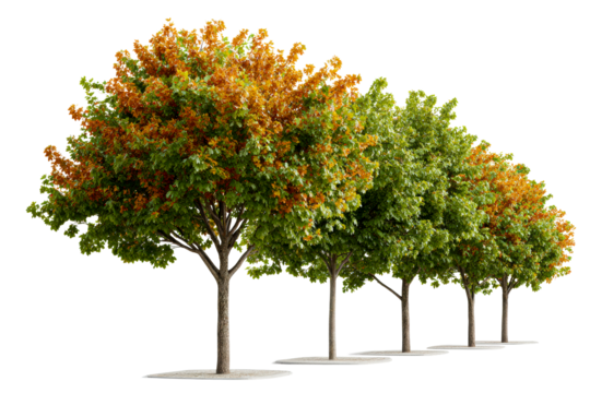 Colorful autumn trees changing hues