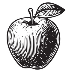 Apple fruit hand-drawn vintage retro engraving