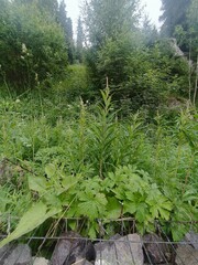 Greenery and Lush Vegetation in a Forest Setting