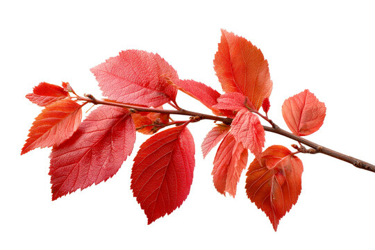 Bright red leaves on branch during autumn season