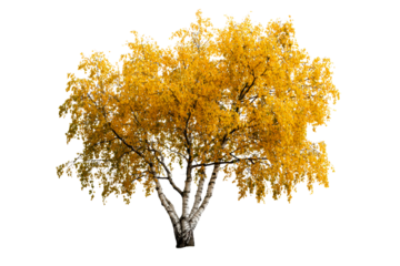 Yellow birch tree on clear bg