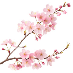 pink cherry blossom isolated