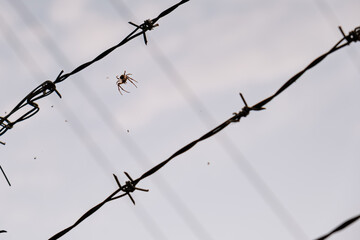 Closeup of spider hanging on web near barbed wire fence with blue sky background, symbol of danger,...
