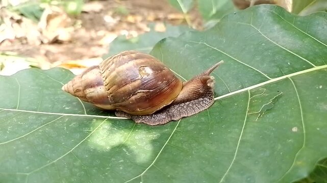 Slimy Sutch Snails in the Garden