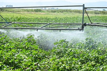 irrigation with sprinklers in cotton field