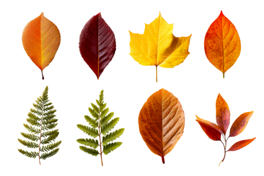 Colorful autumn leaves on transparent background