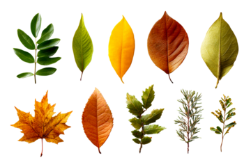 Variety of autumn leaves on transparent background
