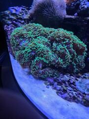 coral reef in the sea