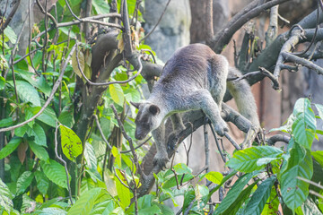 A Grizzled Tree-Kangaroo (Dendrolagus Inustus) perched on a branch, surrounded by lush green leaves...