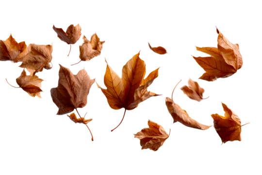 Brown leaves falling on clear backdrop