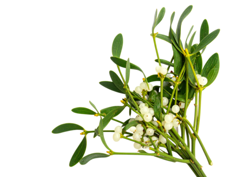 A - Fresh Green Mistletoe Branch with White Berries, Top View, Isolated on Transparent Background