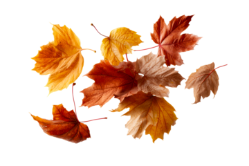 Maple leaves in rich autumn colors on display