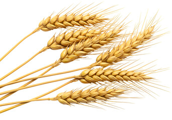 Golden Wheat Stalks: A Detailed Close-up Isolated on Transparent Background
