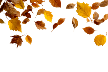 Autumn leaves falling gracefully in sunlight