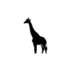 giraffe isolated on white