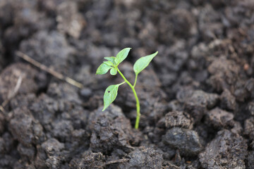 A seedling growing out of brown earth in rural India, planted on the occasion of Earth Day.