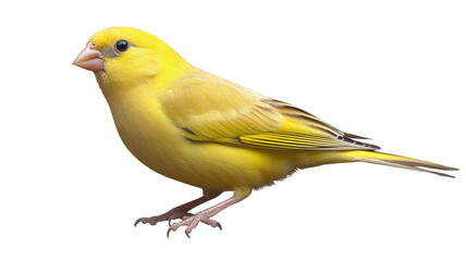 Naklejka premium Exotic yellow pet bird on white background