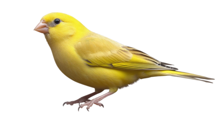 Exotic yellow pet bird on white background