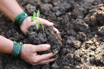 A woman plants a sapling in rural India