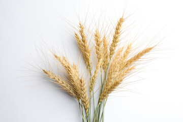 Wheat spikes on white background, flat lay