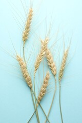 Fototapeta premium Many wheat spikes on light turquoise background, flat lay