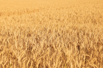 Beautiful view of field with ripening wheat spikes