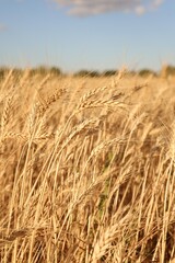 Golden wheat ears growing in field, closeup