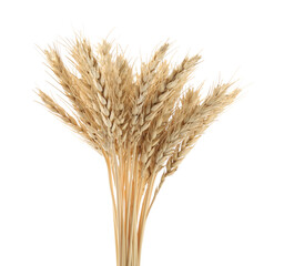 Dried spikes of wheat isolated on white