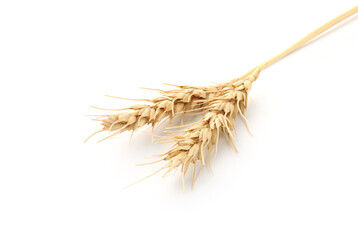 Two spikes of wheat isolated on white