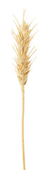 One spike of wheat isolated on white