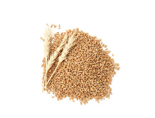Wheat grains and spikelets isolated on white, top view