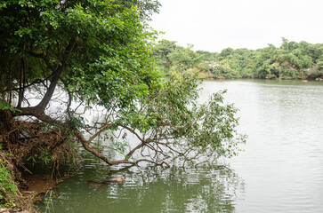 Ranganathittu bird sanctuary in Mysore, Karnataka, India