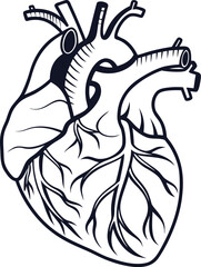 Vector art of black and white human heart anatomy illustration isolated on white background