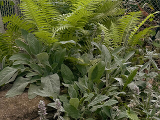 Lamb’s Ear And Ferns Growing Together In Garden