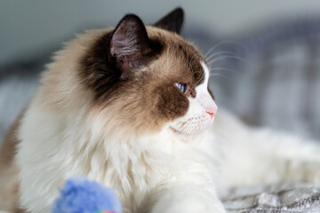 Ragdoll kitten lying on bed with striped plaid