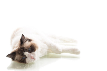 domestic beautiful cat breed Ragdoll isolated on white background