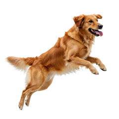 Dog Jumping with Joy Isolated on Transparent Background Studio Shot