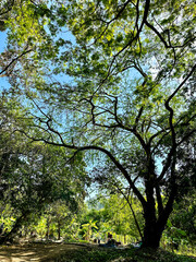 A view of on growing trees