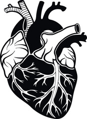 Vector art of anatomical human heart graphic isolated on white background