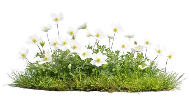Delicate white anemone flowers bloom vibrantly amidst lush green grass, bringing natural beauty isolated on white background
