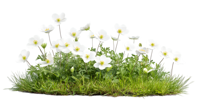 Delicate white anemone flowers bloom vibrantly amidst lush green grass, bringing natural beauty isolated on white background