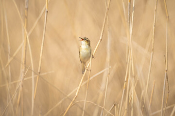 Sedge Warbler, Acrocephalus schoenobaenus, bird singing