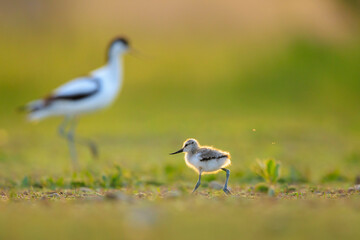 Pied Avocet, Recurvirostra avosetta, parent and chick