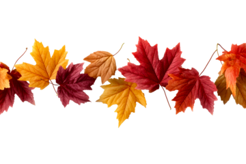 Colorful autumn leaves on white